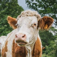 La Chalotterie, havre de paix pour nos vaches laitières